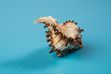 seashell on a blue background
