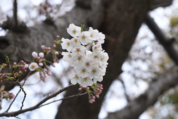  Cherry blossoms in full bloom / Japanese spring scenery.