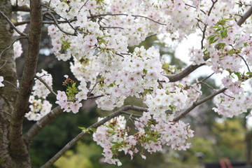  Cherry blossoms in full bloom / Japanese spring scenery.