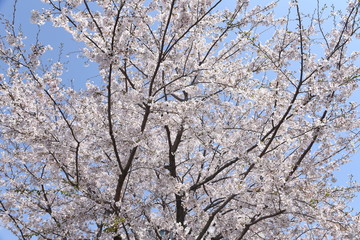  Cherry blossoms in full bloom / Japanese spring scenery.