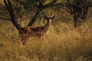 Naklejka premium impala in the savannah with sunset background