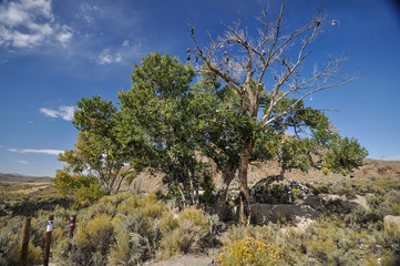 Green tree and dead tree with shoes bathing in hot desert sun