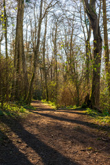 Fototapeta premium Springtime Walk