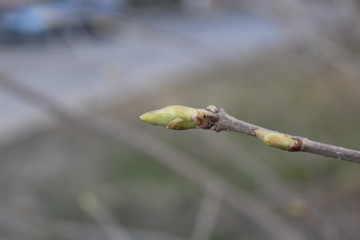 budding trees in spring