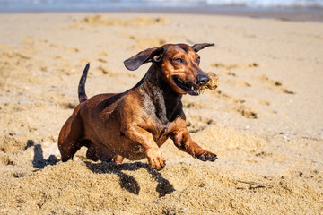 A dachshund dog running and playing at the beach.