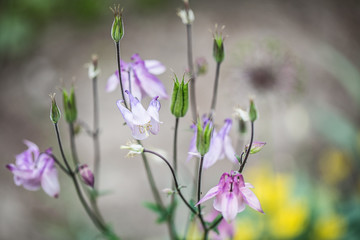 purple flowers in the garden