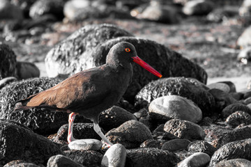 American Black Oyster Catcher