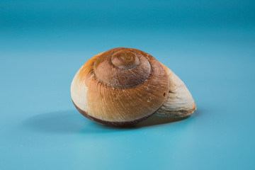 seashell on a blue background