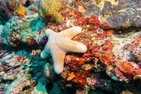 Starfish on a coral reef. Maldives.