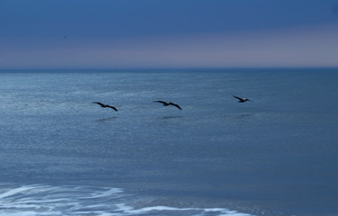 Pelicans in the Calm of Blue