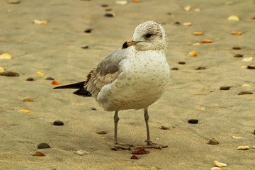 Seagull being Surrounded by Seashells