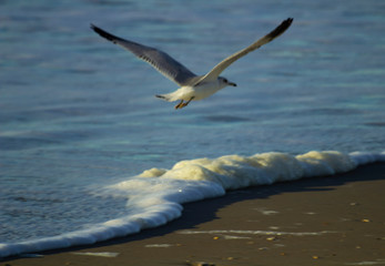Seagull in Flight