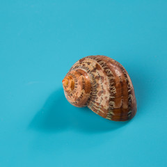 seashell on a blue background