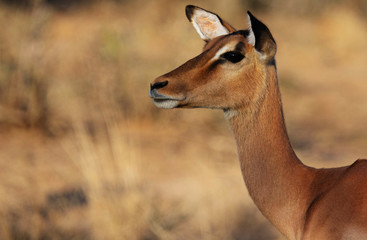 Impala