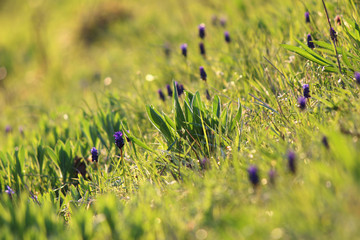 Beautiful  spring flowers