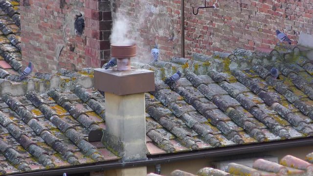 Pigeons on the roof near the chimney on the roof of an old building in ancient Siena. Tuscany, Italy.