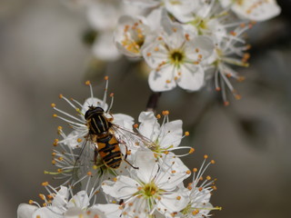 bee pollinating a white flower with yellow pistils