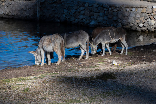 Donkeys drinking water at Isla del Sol, Bolivia
