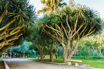Avenue of the dragon dracaena. Jardin d'essai du Hamma Botanical garden. Alger