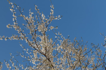 Shot of sprigs of a blossoming tree with white flowers against a blue sky in early spring