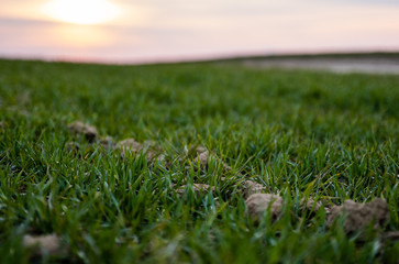 Young green wheat seedlings growing on a field. Agricultural field on which grow immature young cereals, wheat. Wheat growing in soil. Close up on sprouting rye on a field in sunset. Sprouts of rye.