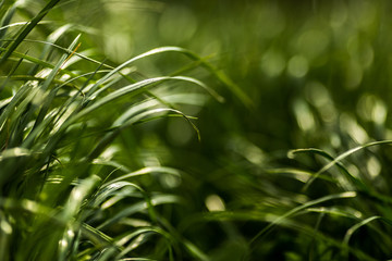 Green fresh grass glistens in the bright sun