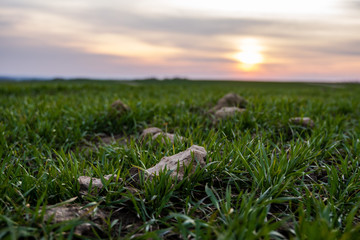 Young green wheat seedlings growing on a field. Agricultural field on which grow immature young cereals, wheat. Wheat growing in soil. Close up on sprouting rye on a field in sunset. Sprouts of rye.