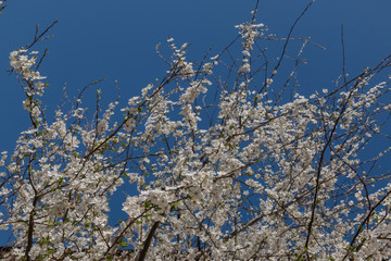 Shot of sprigs of a blossoming tree with white flowers against a blue sky in early spring