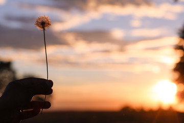 Hand holding daffodil at sunset