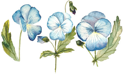 Watercolor viola flower isolated on white background. For textile, wrapping paper, wedding concept, label and sticker design. Blue and green botanical elements for organic goods advertising