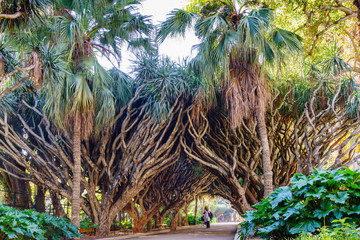Avenue of the dragon dracaena. Jardin d'essai du Hamma Botanical garden. Alger