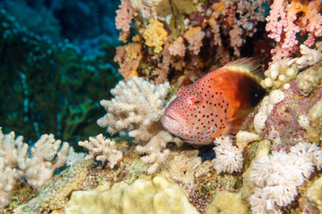 Coral grouper. Red sea. Egypt.