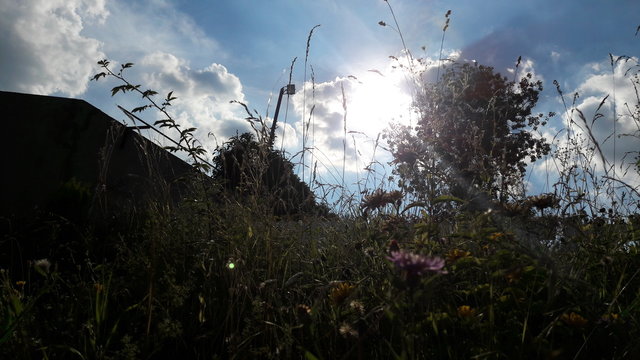 Garden Pics