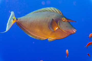 Unicorn fish (Naso unicornis) underwater photo close -up on a blue background. Red sea. Egypt.
