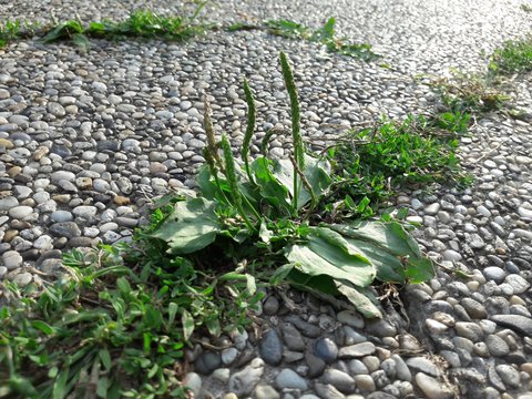 Grass In Plates