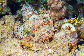 Naklejka na ściany i meble Camouflaged Scorpionfish on a coral reef. Red sea. Egypt.