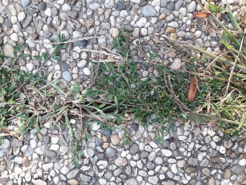 Green Rock Grass
