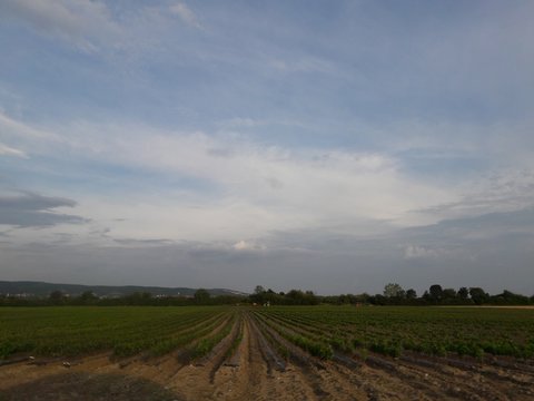 Skies
