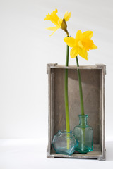 the narcissus and two pears in an inverted grey wooden decorative box on a white background