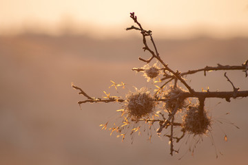 dry branch sunrise