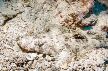 Crocodilefish (Papilloculiceps longiceps) lies on a coral reef. Red sea. Egypt.