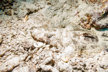 Crocodilefish (Papilloculiceps longiceps) lies on a coral reef. Red sea. Egypt.
