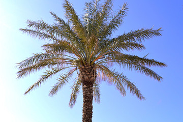 a lone palm tree against a blue sky on a Sunny summer day