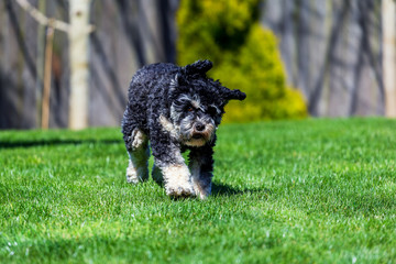 Cockapoo dog running in yard