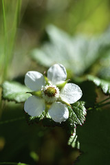Close up of the white little flower