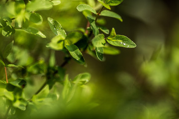 Obraz premium Close-up rain drops on young leaves of a tree