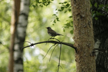 blackbird on a tree