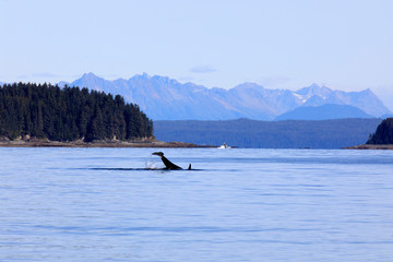 Obraz premium Strait Point, Alaska / USA - August 13, 2019: Orca at Strait Point, Strait Point, Alaska, USA