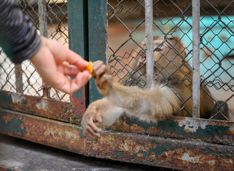 A monkey in a ZOO in Hanoi