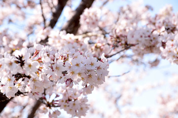 桜